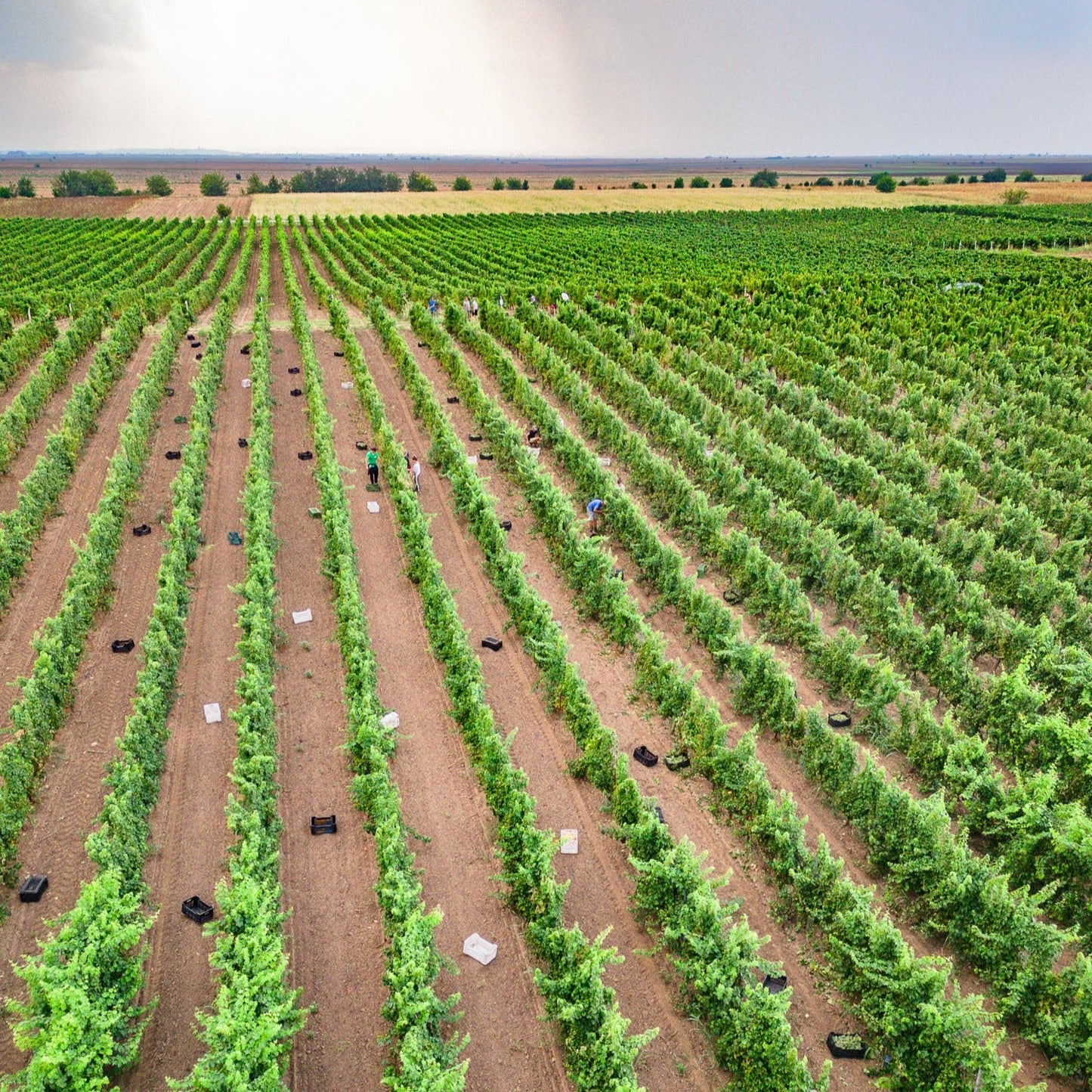 Дегустация на вино за четирима в Bononia Estate Winery and Resort