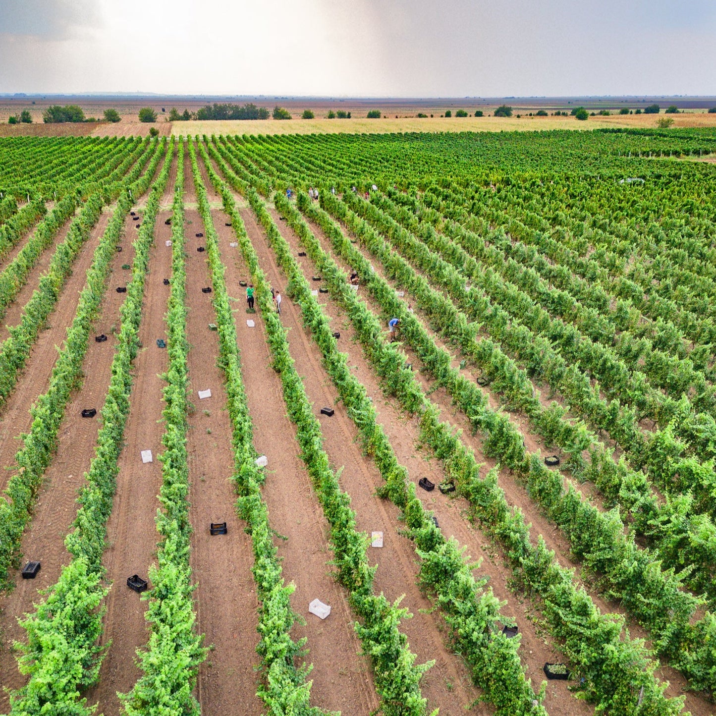Луксозна почивка за двама в Bononia Estate Winery and Resort