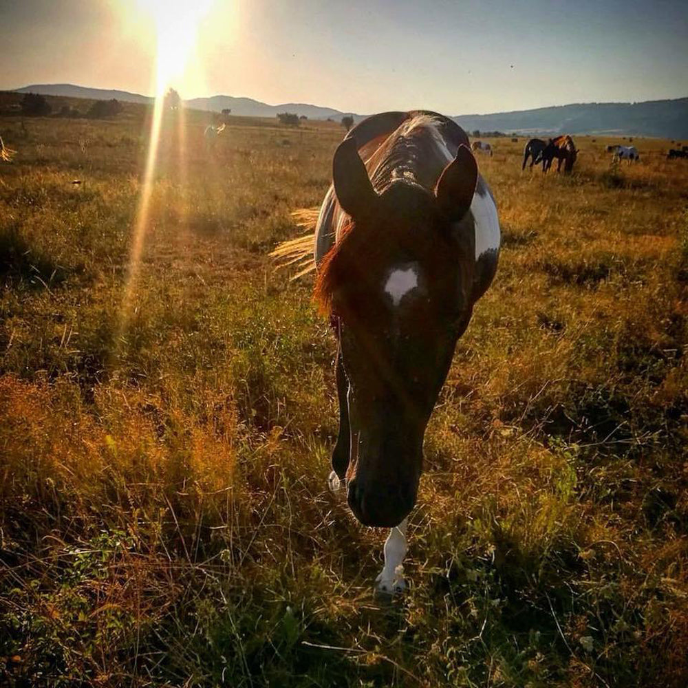 Ден от живота на cowboy или cowgirl