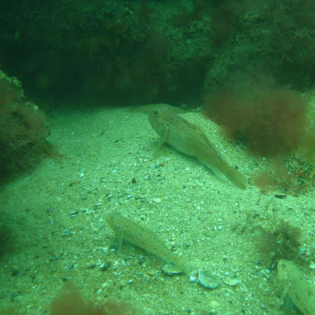 риби на дъното на морето