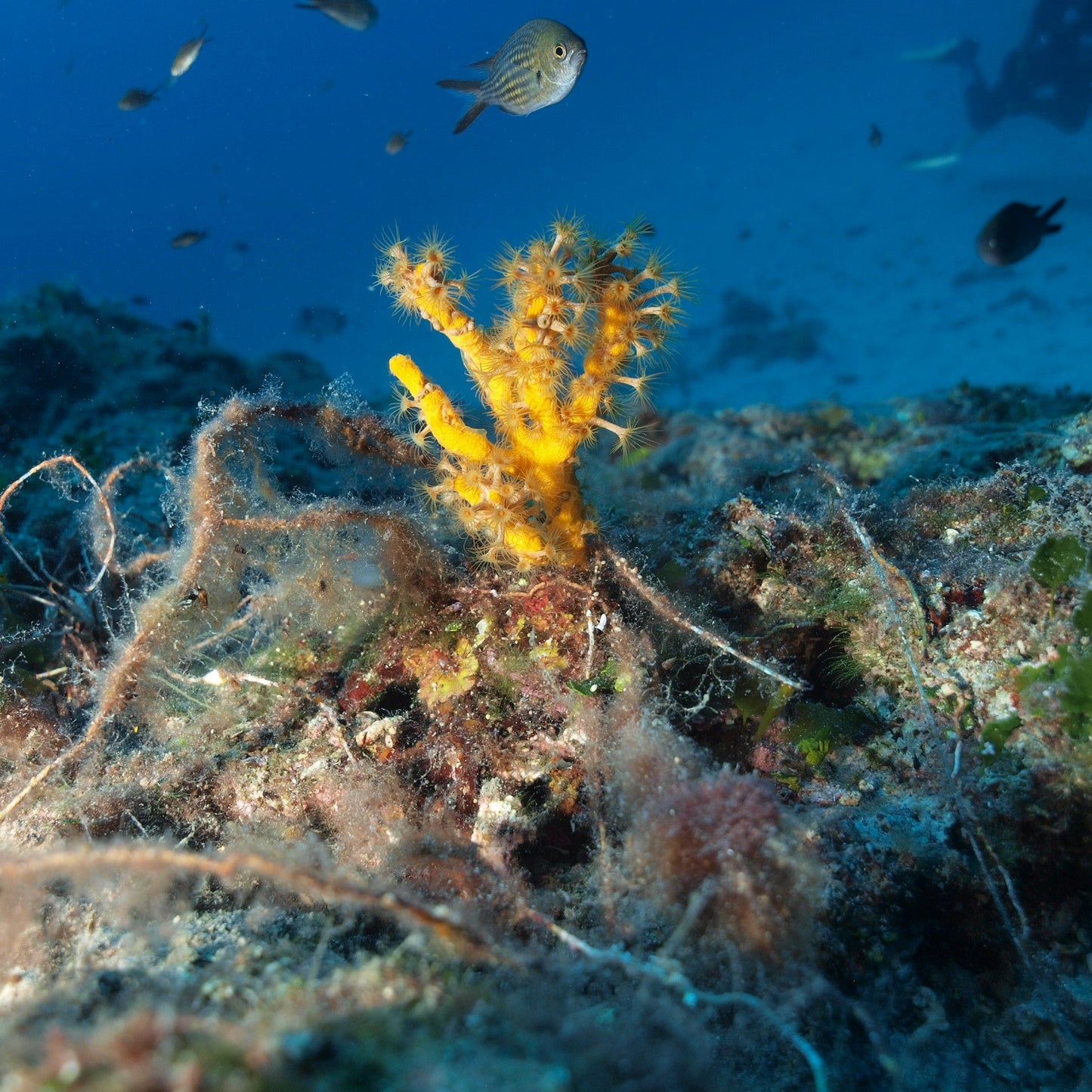 Преживейте едно незабравимо приключение в Гърция