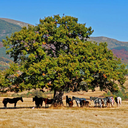 Фотосесия в истинско ранчо: Този див, див Запад