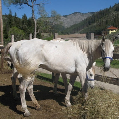 Урок по конна езда на манеж или конен преход край Триград 