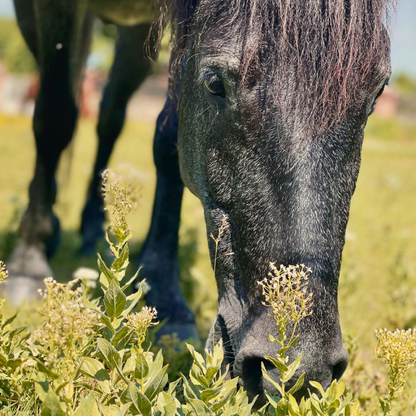 Селско гурме и местни вина - Романтика за двама. Деветашкото плато
