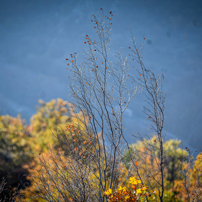 Еко приключение в Дебели Даб за двама: Две нощувки с живописна разходка