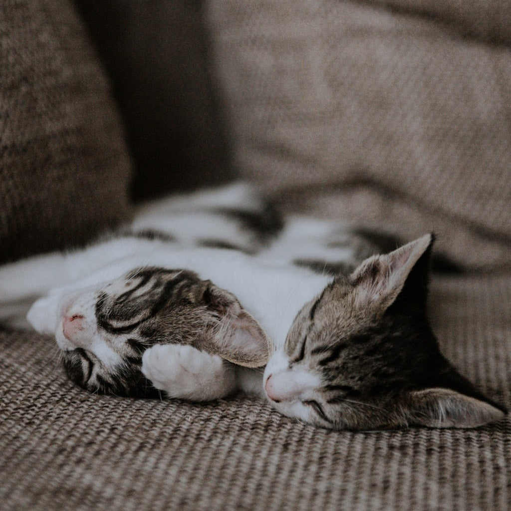 две котета, които спят